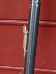 Anolis carolinensis
