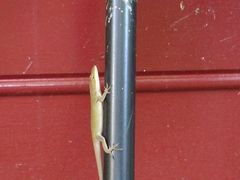 Anolis carolinensis