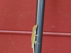 Anolis carolinensis