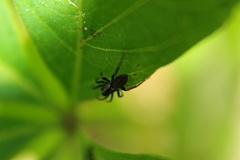 Allocosa