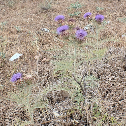 Avistamiento Alcaucil (alcachofa silvestre)