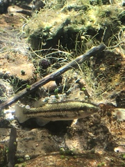 Crenichthys baileyi moapae