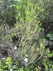 Ericeae