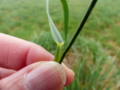 Elymus glaucus glaucus