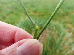 Elymus glaucus glaucus