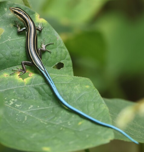 Emoia caeruleocauda observed 2024-05-13