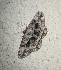 Peribatodes umbraria