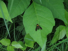 Chrysopilus thoracicus