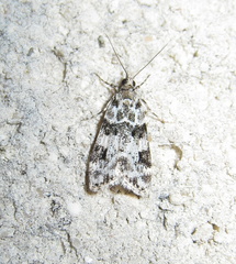 Eudonia delunella