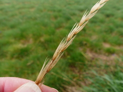 Elymus glaucus glaucus