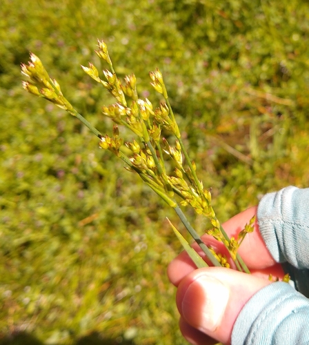 Image of Juncus xiphioides by no rights reserved