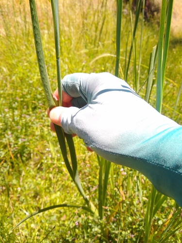 Image of Juncus xiphioides by no rights reserved
