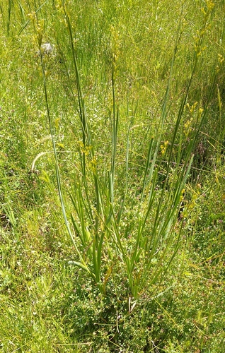 Image of Juncus xiphioides by no rights reserved