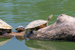 Trachemys scripta troostii