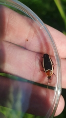 Pseudomops septentrionalis