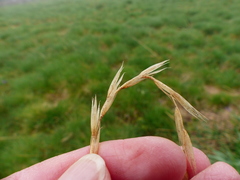 Elymus glaucus glaucus