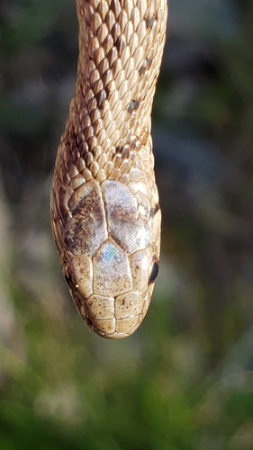 DeKay's Brownsnake, photo 6 of 7