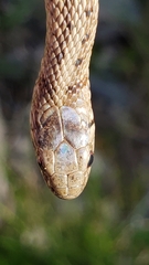 Brown Snake photo 5