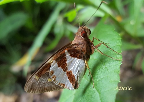 Lycas argentea