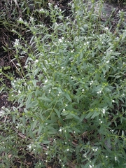 Buglossoides