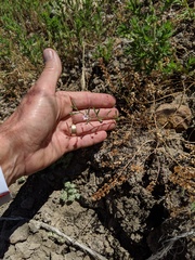 Convolvulus simulans