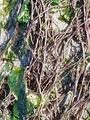 Gracilariopsis