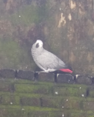 Psittacus erithacus erithacus