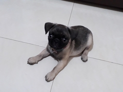 Canis familiaris