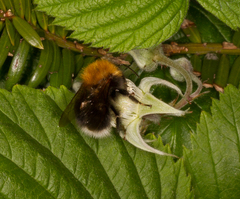 Bombus hypnorum