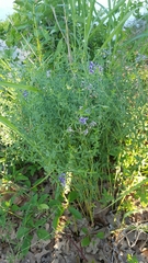 Pediomelum tenuiflorum