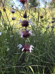 Monarda clinopodioides