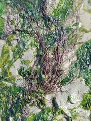 Gracilariopsis