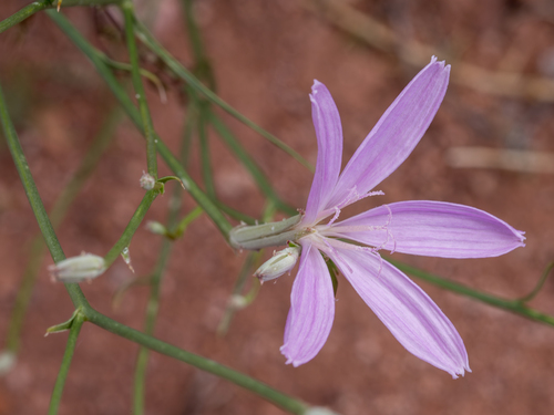 dolores river skeletonplant (Lygodesmia doloresensis)