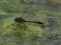 Arigomphus villosipes