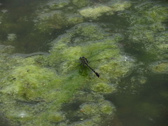 Arigomphus villosipes