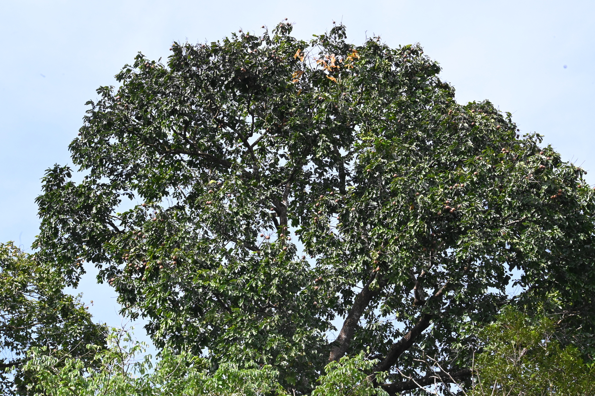 Imagem de Castanha-do-pará