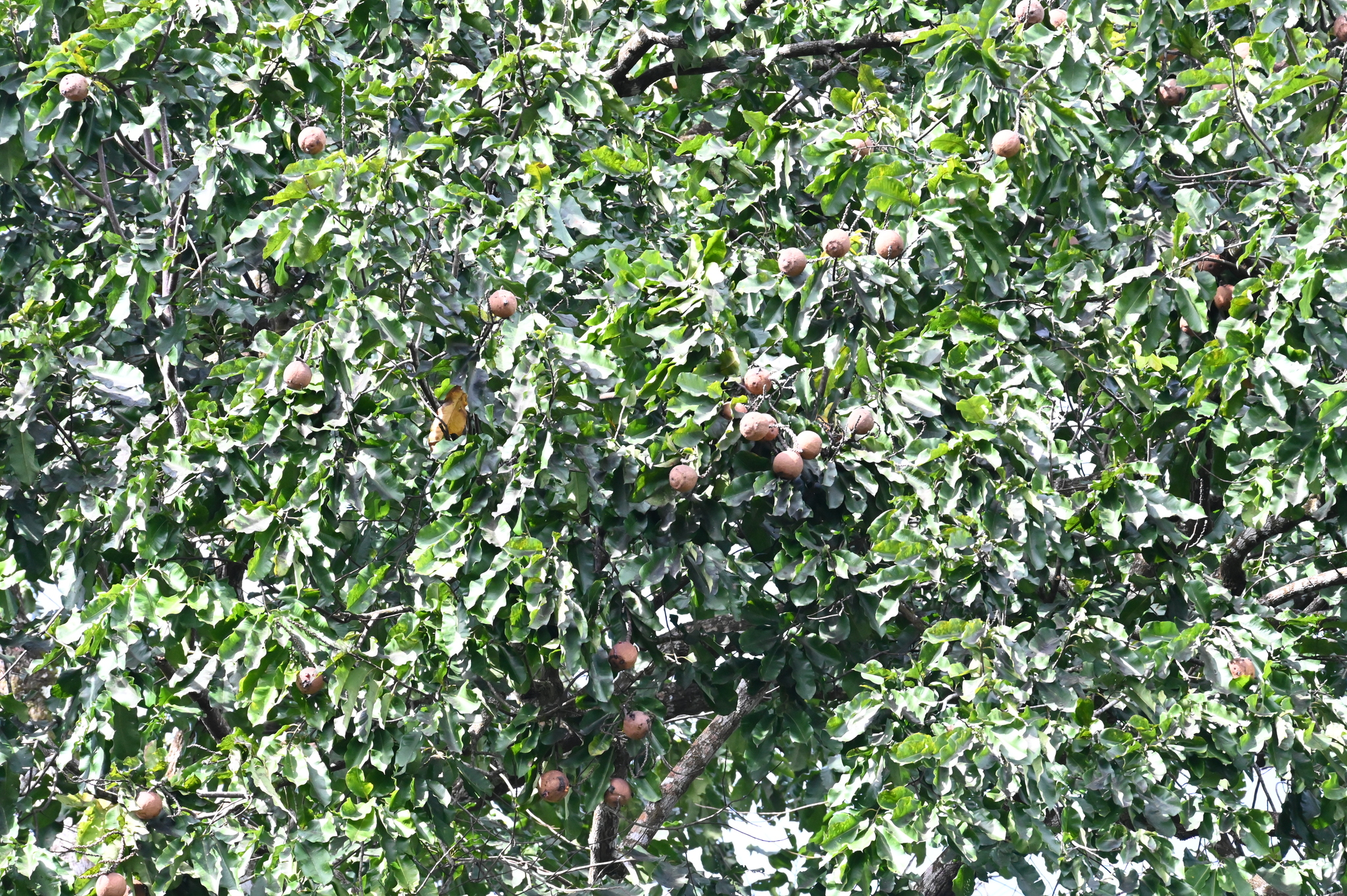 Imagem de Castanha-do-pará