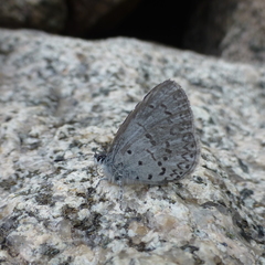 Celastrina echo sidara