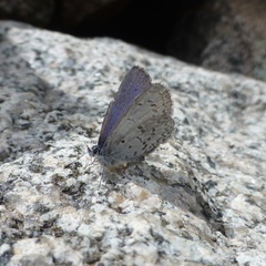 Celastrina echo sidara