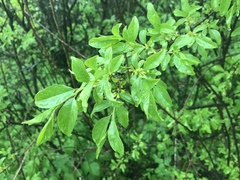 Rhamnus lanceolata