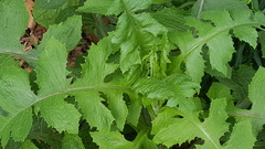Lactuca canadensis