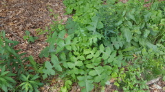 Lactuca canadensis