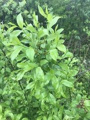 Rhamnus lanceolata