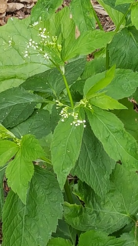 Cryptotaenia canadensis