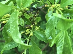 Rhamnus lanceolata