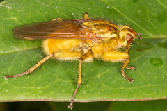 Scathophaga stercoraria