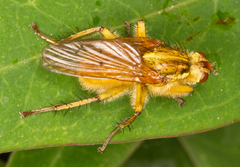 Scathophaga stercoraria