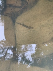 Eurycea multiplicata