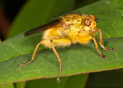 Scathophaga stercoraria