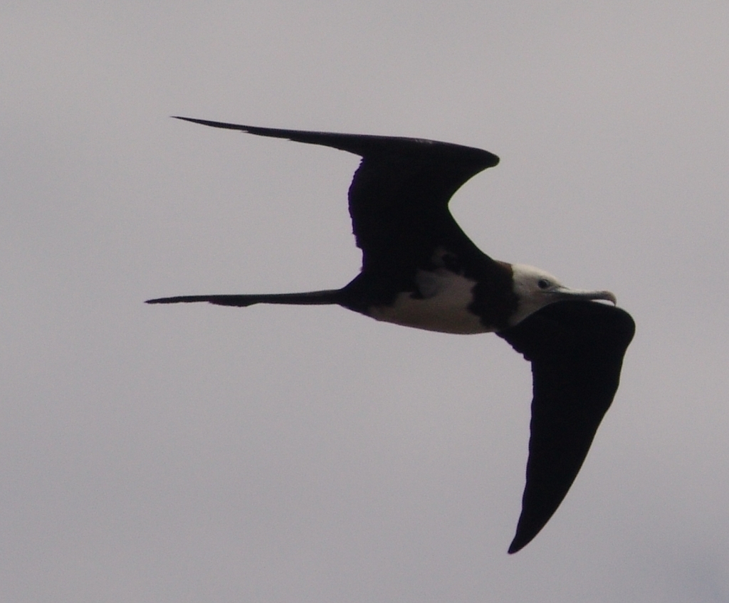 Ascension Frigatebird